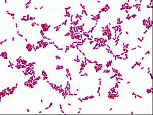 Moraxella bovoculi Autogenous – Addison Biological Laboratory Inc